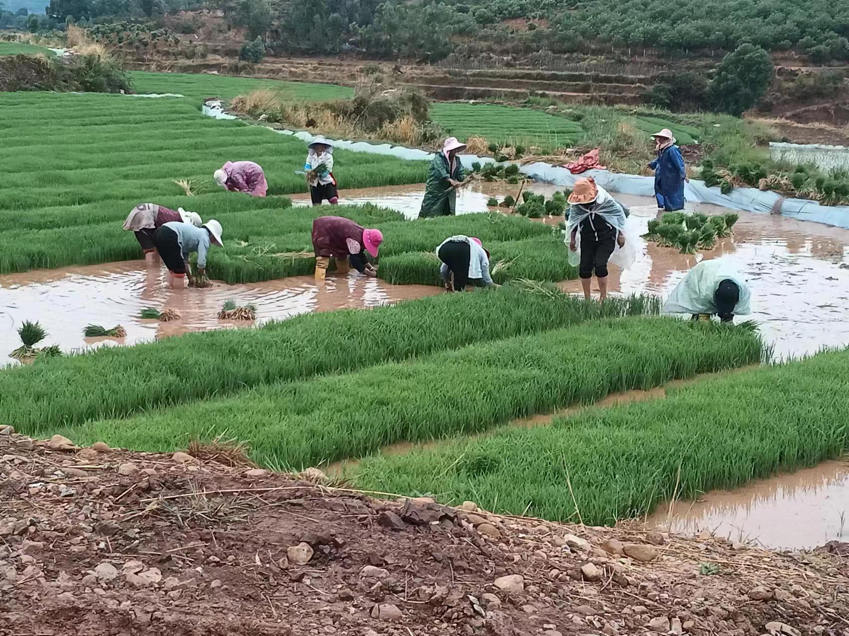 永仁猛虎乡：水稻插秧忙 静待稻花香