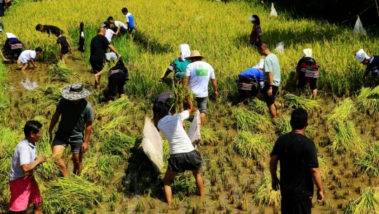 红河县举办第四届农民丰收节